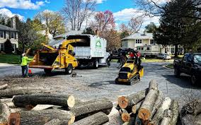 How Our Tree Care Process Works  in  University City, MO