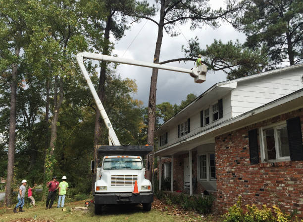 Tree and Shrub Care in University City, MO