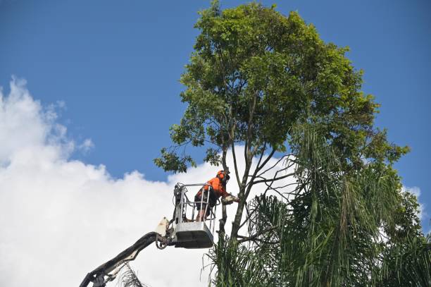 Best Storm Damage Tree Cleanup  in University City, MO